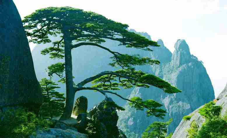 主播带货排名榜（直播带货排名）